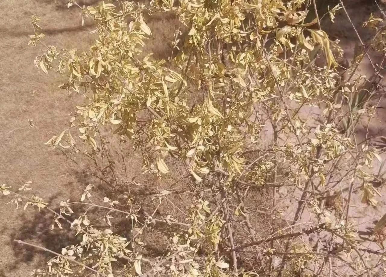DƬ